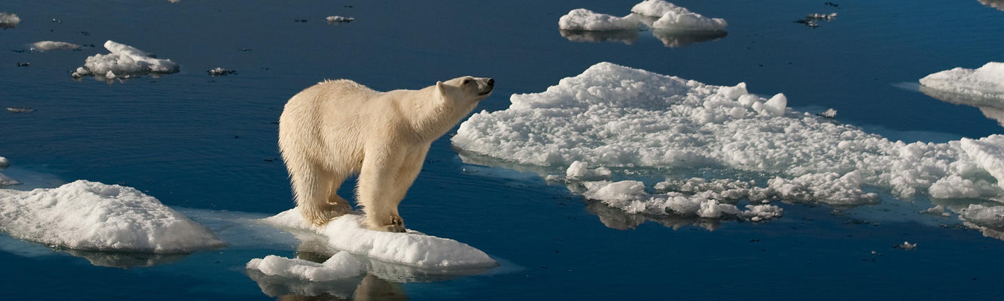 Polar Bear standing on ice