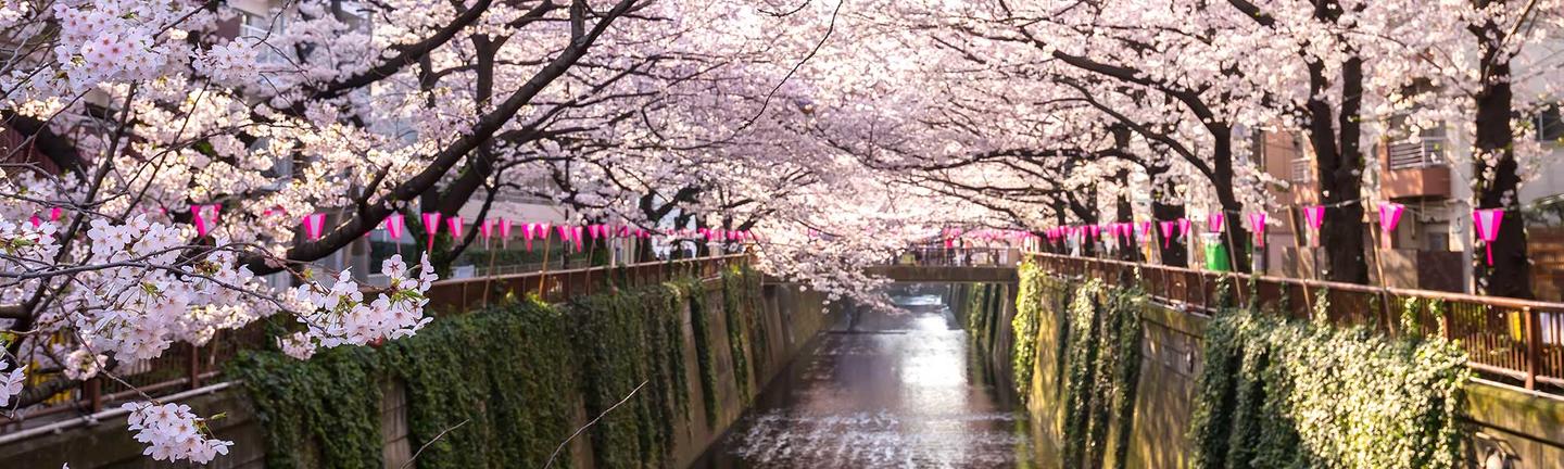 Cherry Blossoms blooming in Tokyo, Japan