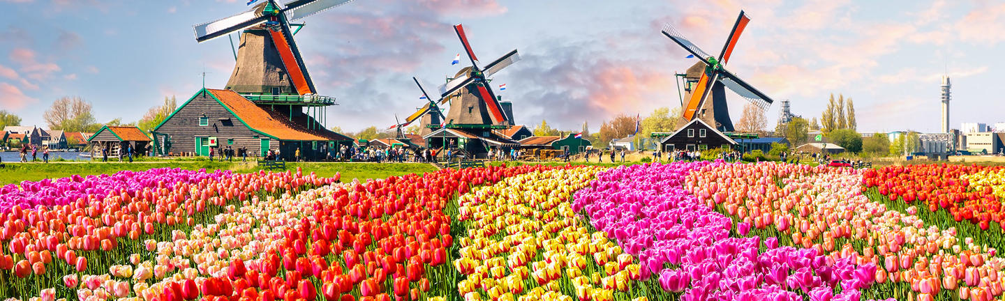 Tulips and windwills in the Netherlands