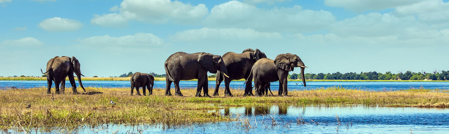 Elephants, Chobe National Park, Botswana