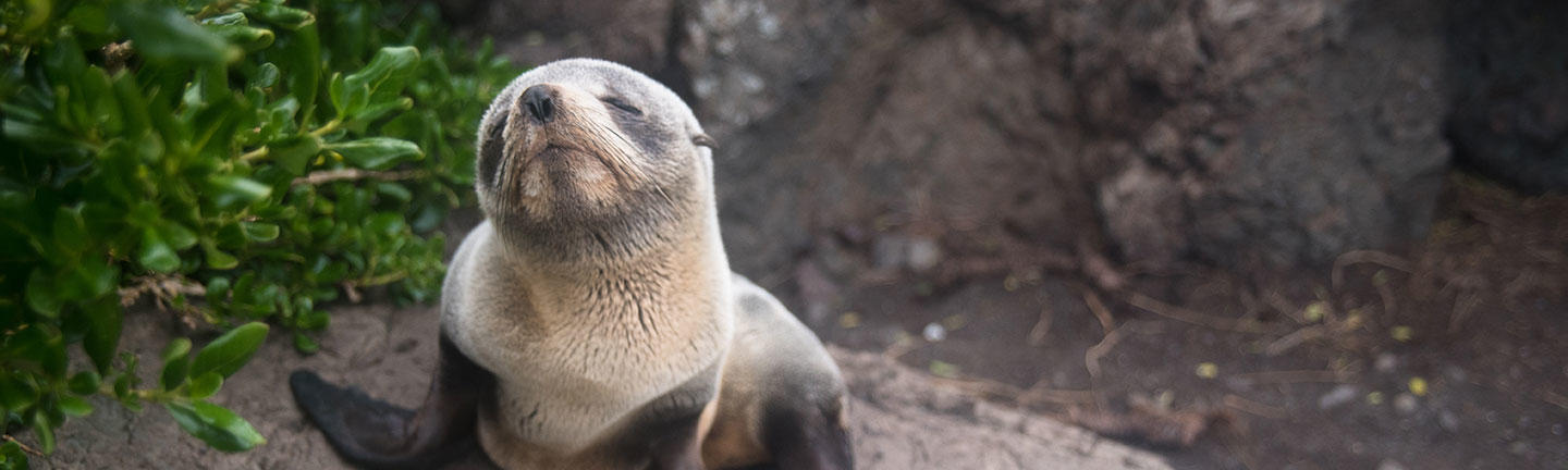 Fur seals, New Zealand wildlife