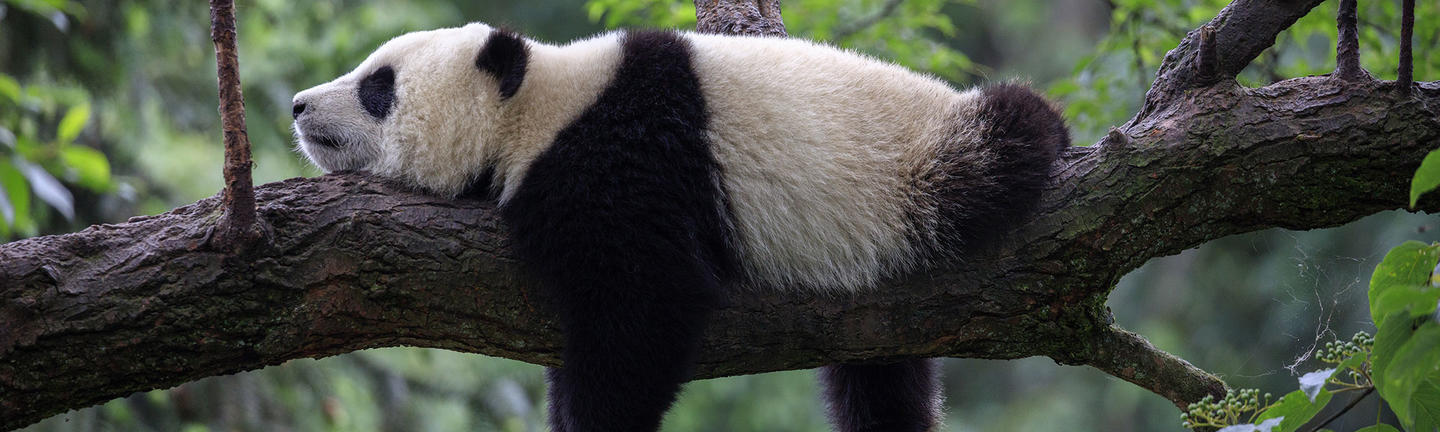Giant panda, China