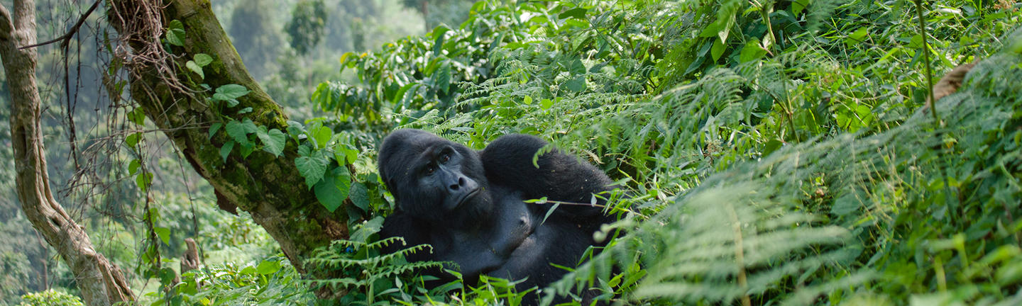 Gorilla, Uganda, Africa