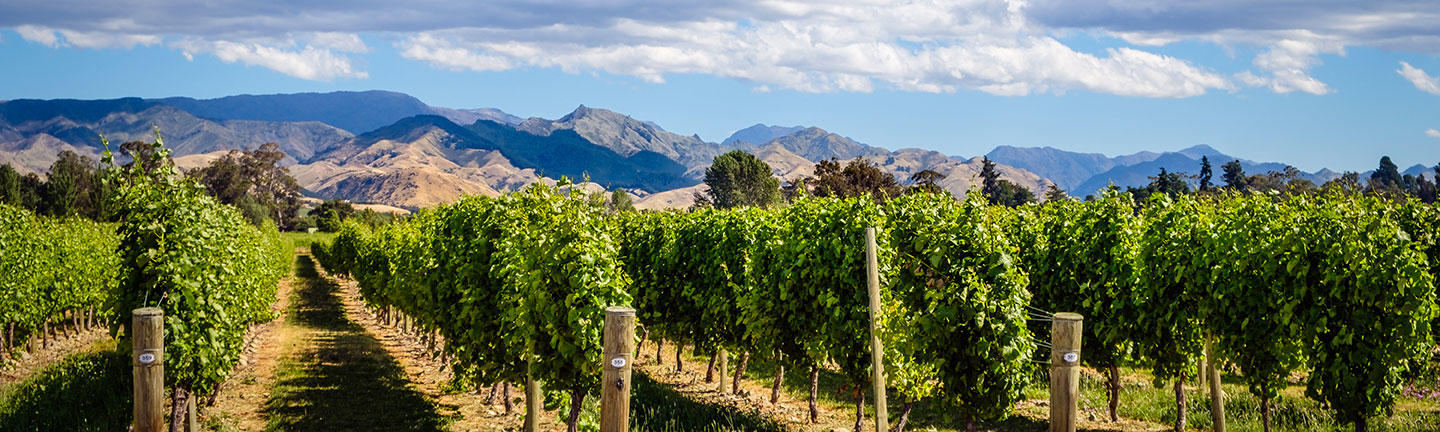 Marlborough wine region, New Zealand