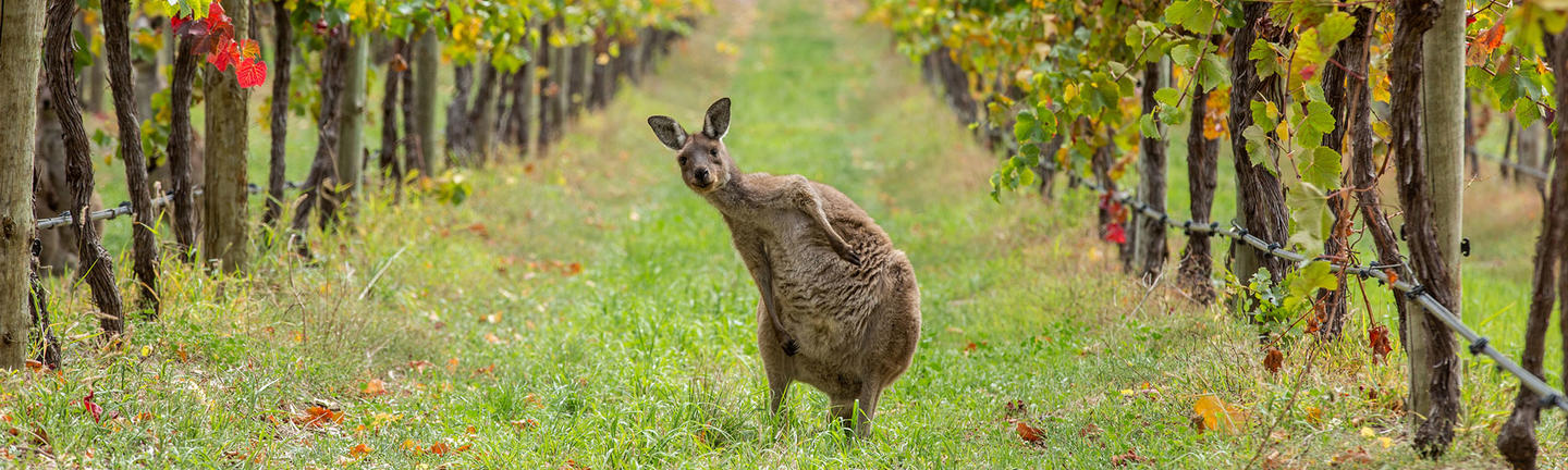 Adelaide Hills, wildlife and wine