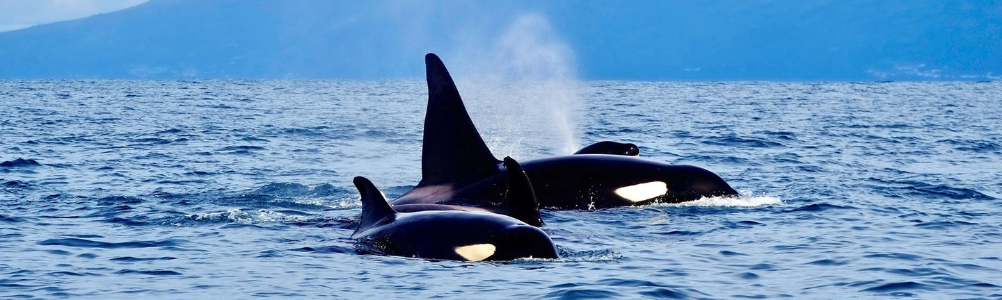 Orcas in the Azores