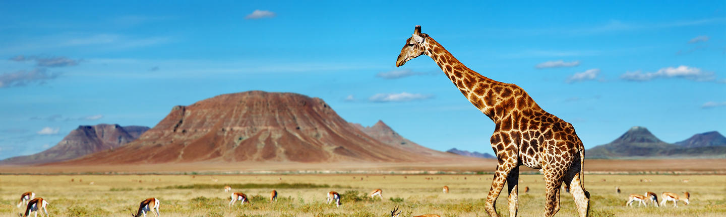 Giraffe and impala in Africa
