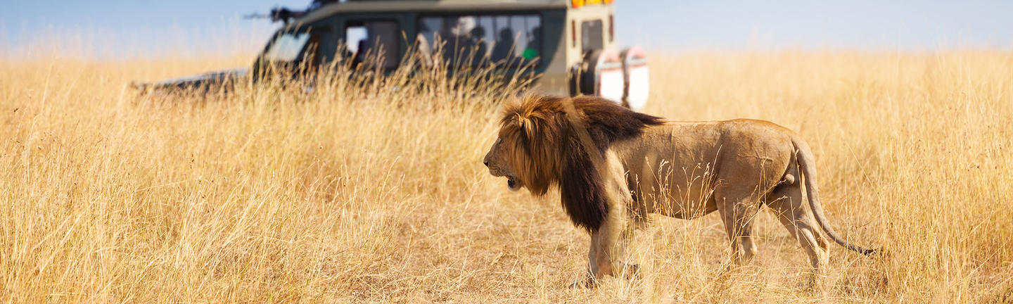 A lion with a safari jeep in the background