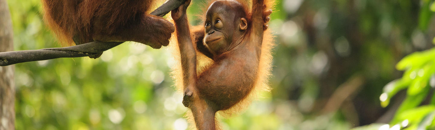 A baby orangutan in Malaysia Borneo