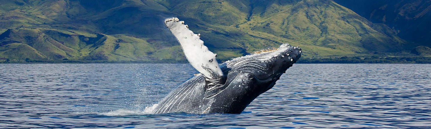 8 of the Best Places in the World to Go Whale Watching | Flight Centre UK
