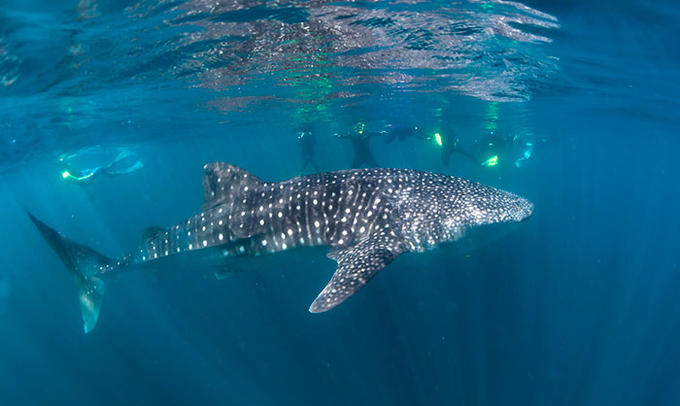 Swimming With Whale Sharks In Western Australia Flight Centre Uk