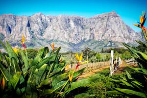 Franschhoek vineyards with Birds of Paradise plants