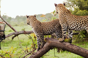 Leopards in Kruger NP