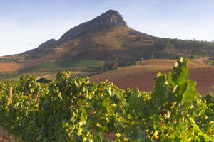 Stellenbosch and Table Mountain
