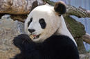 Pandas, Adelaide Zoo | © SATC by G. Sheer