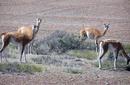 Guanaco Grazing, Patagonia | by Flight Centre's Lauren Armstrong