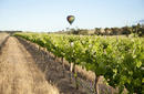 Hot Air Ballooning over the Barossa | © SATC