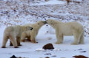 Polar Bears | by Aiko Fordyce of Flight Centre