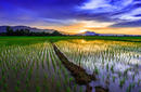 Rice Fields