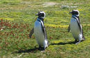 Penguins, Punta Arenas | by Flight Centre&#039;s Talia Schutte