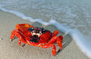 Christmas Island Red Crab | by the Christmas Island Tourism Association © Justin Gilligan
