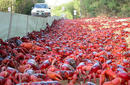 Red Crab Migration | by the Christmas Island Tourism Association © Max Orchard