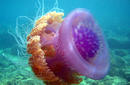 Crown Jellyfish | by the Christmas Island Tourism Association © Linda Cash