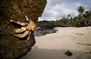 Robber Crab, Dolly Beach | by the Christmas Island Tourism Association