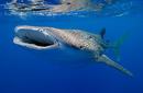 Whale Shark Feeding | by the Christmas Island Tourism Association © Rob Hughe