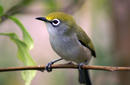 White-Eye Bird | by the Christmas Island Tourism Association © Philip Cash