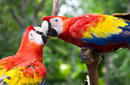 A Pair of Parrots Playing