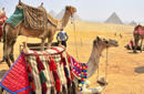 Take a camel ride towards the pyramids