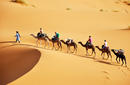 A Camel Caravan