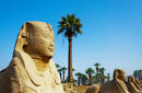 Sphinx , Luxor