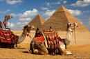 Camels resting near the Pyramids