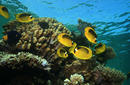 Butterfly Fish
