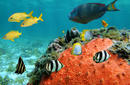 Admire the Marine Life, Bora Bora