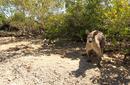 Kangaroos on Daydream Island | by Flight Centre&#039;s Stephen Bullock