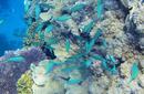 Coral and Fish | by Flight Centre&#039;s Stephen Bullock