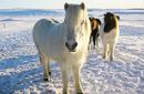 Icelandic Horses | by Flight Centre&#039;s Klime Zilevski