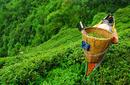 Tea Picker, Darjeeling