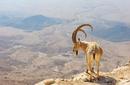 Mountain Goat, Makhtesh Ramon