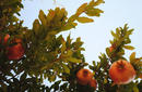 Pomegranates | by Flight Centre&#039;s Katrina Imbruglia