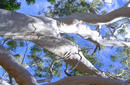 Gum Tree | by Flight Centre&#039;s Katrina Imbruglia
