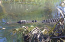 Saltwater Crocodile | by Flight Centre&#039;s Katrina Imbruglia