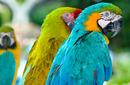 Colourful Parrots