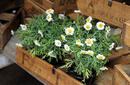 Plants For Sale, Camden Markets | by Flight Centre's Simon Collier-Baker
