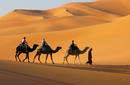 Take a Camel Safari