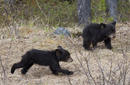 Black Bear Cubs, Jasper National Park, Canada