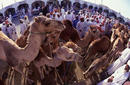 Cattle Market, Nizwa | by Sultanate of Oman Tourism
